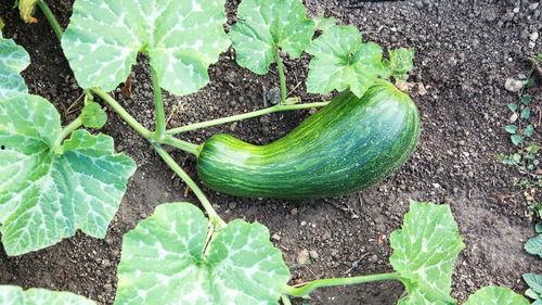 瓠瓜需要削皮吃吗视频