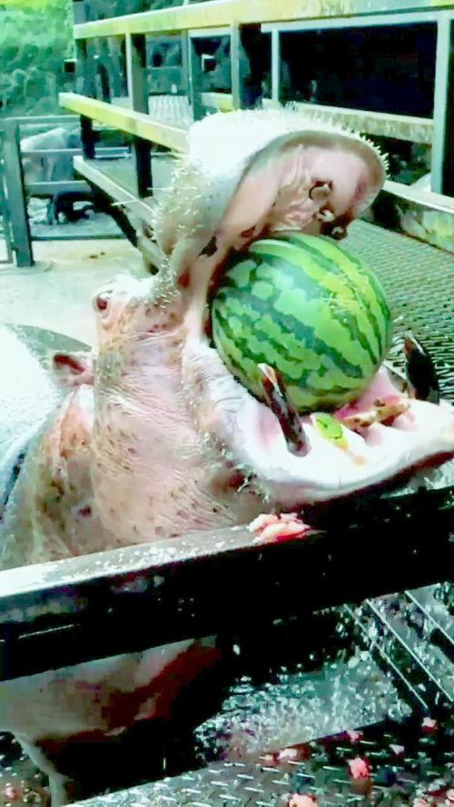 大物吃瓜的视频大全在线观看,笑料横生，欢乐无限