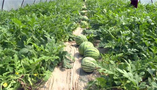 最新菏泽吃瓜事件视频