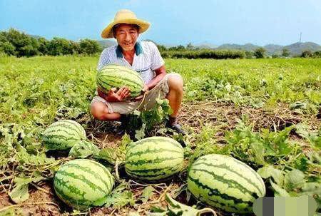 牟平路边吃瓜事件视频,一地瓜引发的热议与反思