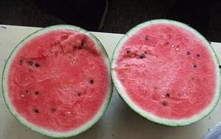 吃瓜了会中毒吗视频大全,吃瓜了会中毒吗？视频大全深度解析