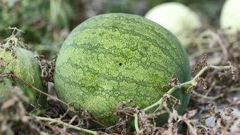 兰州高校吃瓜视频,揭秘校园生活趣味瞬间