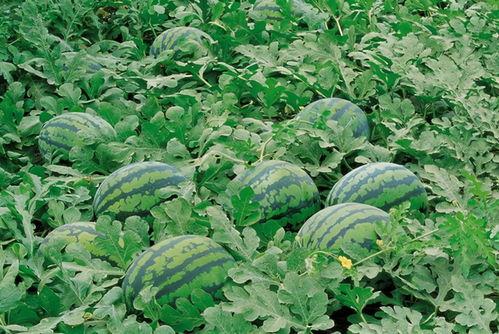 吃小麦瓜会发病吗视频,小麦瓜引发疾病风险揭秘