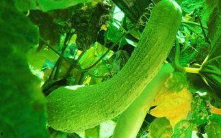 水瓜多了吃不掉怎么办视频,如何解决吃不掉的困扰