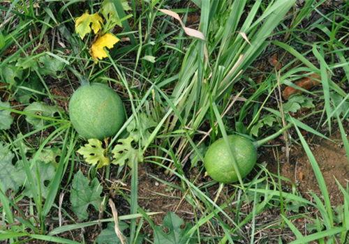 找野瓜吃的视频,跟随视频一起寻宝山林