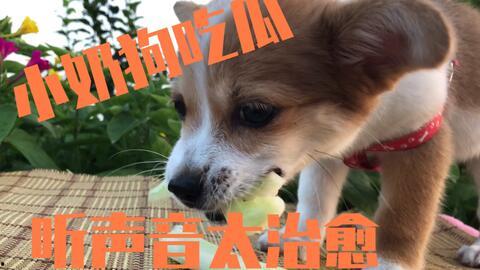 主人吃瓜狗狗叫声视频播放,萌宠欢乐时光