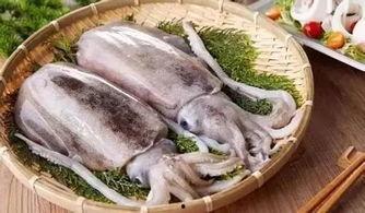 刘大瓜吃墨鱼今天视频,趣味横生美食体验
