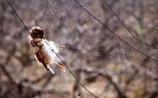 瓜被鸟吃的视频