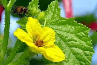 吃冰糖蜜瓜的视频大全集