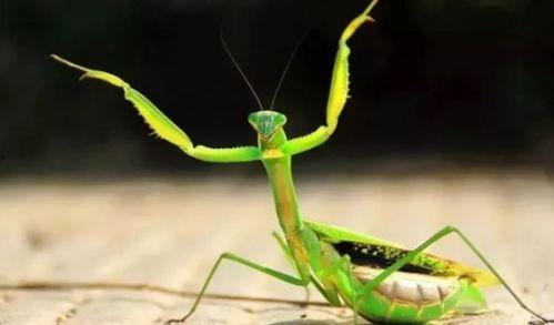 螳螂会吃秋瓜吗图片视频,自然界的餐桌奇观