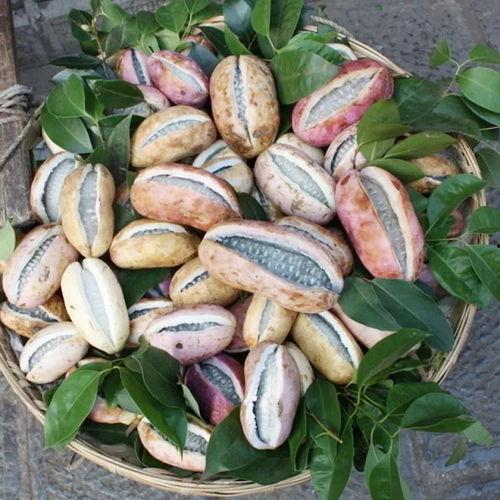 燕子吃八月瓜视频,自然界的奇妙一幕