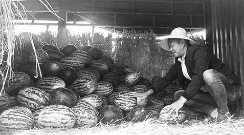 城固吃瓜群众事件视频,一场网络视频引发的全民热议