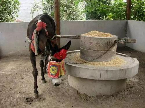 刘大瓜吃很辣的驴蹄视频,刘大瓜勇吃辣驴蹄，挑战极限滋味