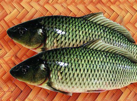 鲤鱼的吃瓜视频,揭秘网络红人的幕后故事  第2张