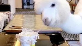 小羊驼吃瓜的视频,萌态十足引网友爆笑  第2张