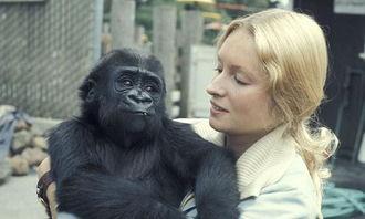 女人吃瓜像猩猩原视频,趣味视频引发网友热议