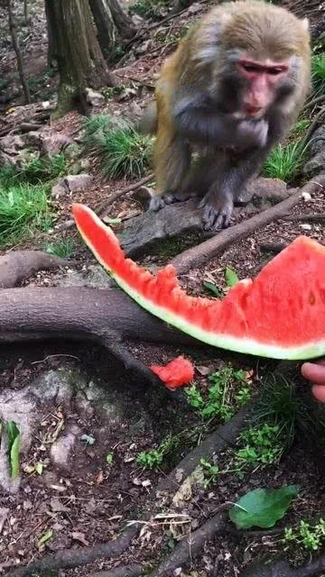 小猴子吃瓜视频,欢乐无限，带你领略夏日清凉时光  第2张