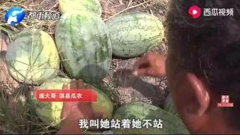 凉山吃瓜爆料视频最新版,揭秘背后惊人真相