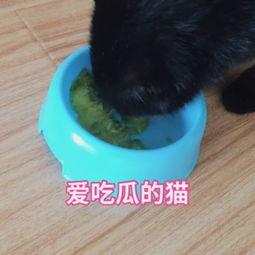 猫猫吃瓜会被吓到吗视频,萌宠反应萌翻网友 第2张 猫猫吃瓜会被吓到吗视频,萌宠反应萌翻网友 第2张