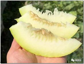 难以置信的吃瓜视频下载,难以置信的吃瓜视频下载背后的秘密 第3张 难以置信的吃瓜视频下载,难以置信的吃瓜视频下载背后的秘密 第3张