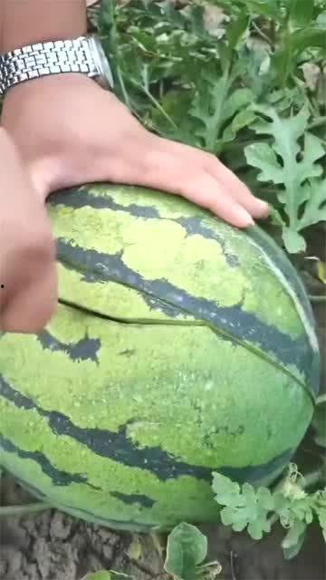 吃整个麒麟瓜的视频 第3张 吃整个麒麟瓜的视频 第3张