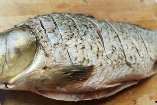 瓜叶鱼会吃吗有毒吗视频,揭秘其是否有毒  第3张