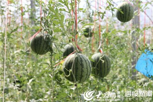 吃瓜开头视频怎么剪,揭秘热门事件幕后真相 第2张 吃瓜开头视频怎么剪,揭秘热门事件幕后真相 第2张