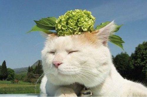 动漫猫咪吃瓜视频大全,猫咪吃瓜视频大盘点  第2张